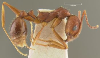 Media type: image;   Entomology 22781 Aspect: habitus lateral view